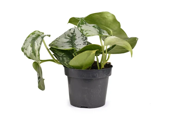 Planta Interior Tropical Scindapsus Pictus Exotica Satin Pothos Con Grandes — Foto de Stock