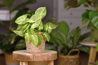 Tropical 'Syngonium Podophyllum Arrow' houseplant in basket pot indoors on wooden coffee table clipart