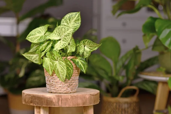 Tropische Zimmerpflanze Syngonium Podophyllum Arrow Korbtopf Drinnen Auf Dem Holztisch — Stockfoto