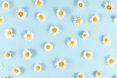 Mavi arka planda beyaz taç yaprakları olan bir sürü papatya çiçeği