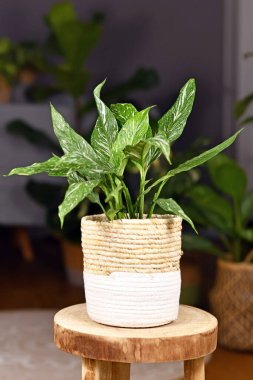 Egzotik 'Spatthiphyllum Diamond Variegata' ev bitkisi sepet çiçekli kahve sehpasında beyaz noktalar