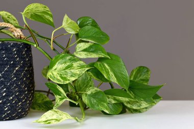Tropikal 'Epipremnum Aureum Mermer Kraliçesi' pothos çiçeğinin yaprakları gri duvarın önünde beyaz varyasyonlu