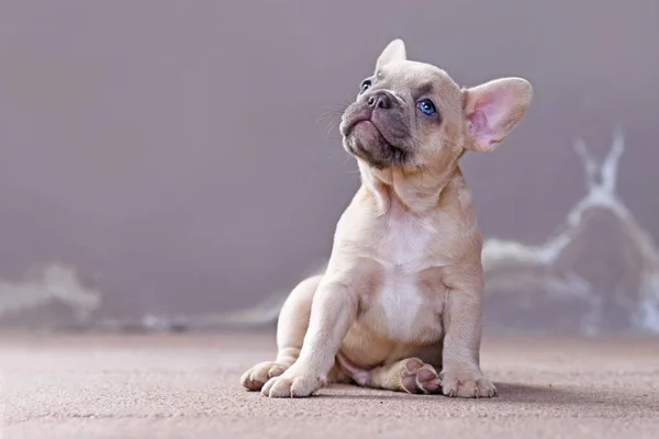 Piccolo Cucciolo Cane Bulldog Francese Color Cerbiatto Lilla Sognante Con — Foto Stock