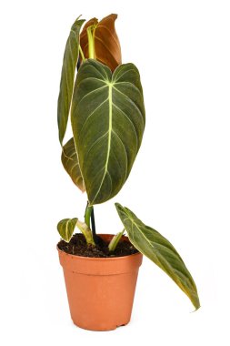Tropical 'Philodendron Melanochrysum' houseplant in flower pot isolated on white background clipart
