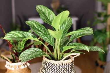 Tropical 'Aglaonema Stripes' houseplant with long leaves with silver stripe pattern in basket flower pot clipart