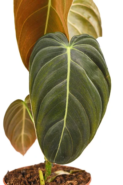 Sluiten Van Blad Van Tropische Philodendron Melanochrysum Kamerplant Geïsoleerd Witte — Stockfoto
