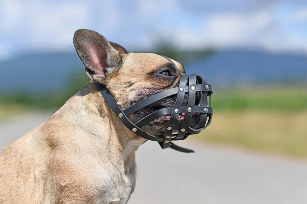 Französische Bulldogge Mit Kurzer Nase Und Lederschnauze Zum Beißschutz — Stockfoto