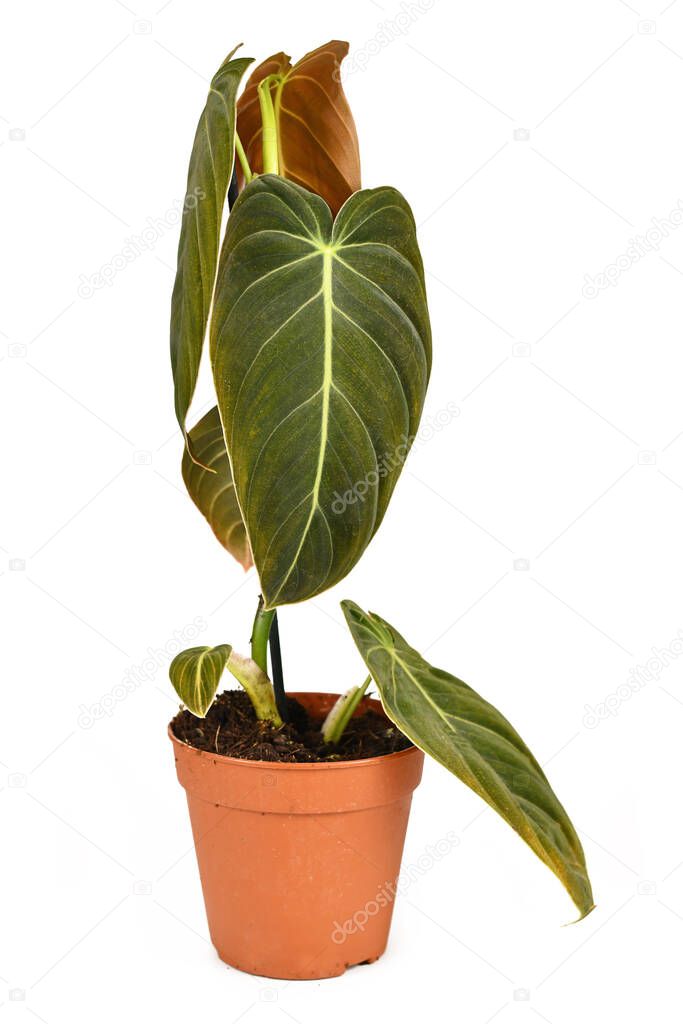 Tropical 'Philodendron Melanochrysum' houseplant in flower pot isolated on white background
