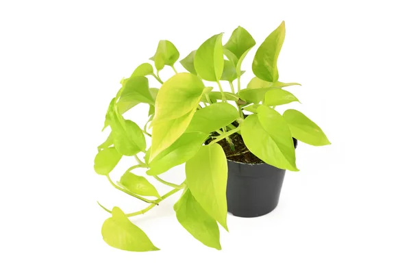 Planta Tropical Epipremnum Aureum Neon Vaso Flores Isolado Sobre Fundo — Fotografia de Stock