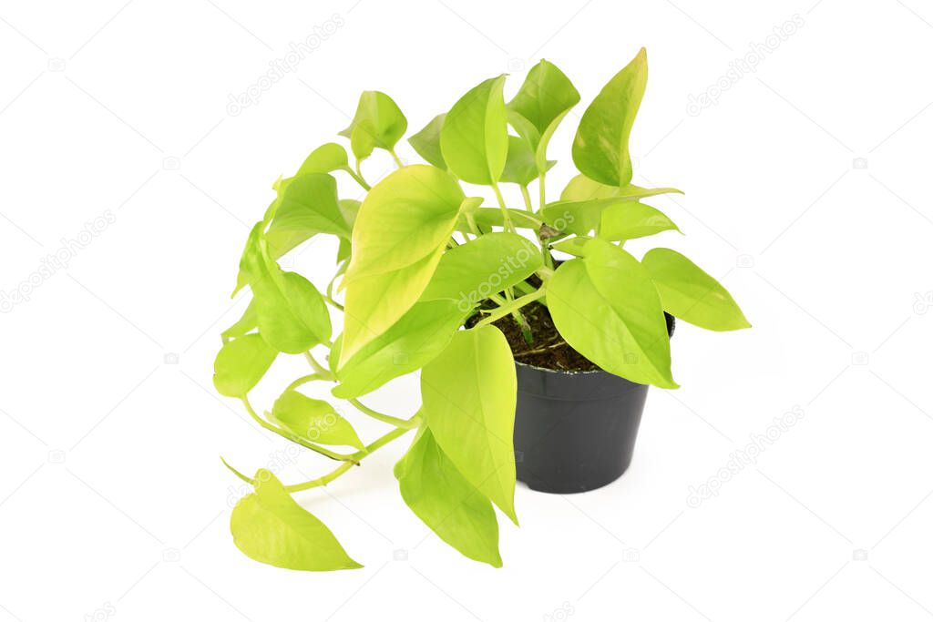 Tropical 'Epipremnum Aureum Neon' houseplant in flower pot isolated on white background
