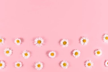 Pastel pembe arka planda beyaz taç yapraklı küçük papatya çiçekleri.