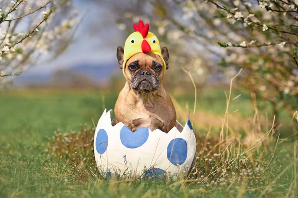 Funny French Bulldog dog sitting in large Easter egg wearing costume chicken hat