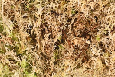 Sphagnum yosunu bitki üretimi, orkide çiçeği toprağı ya da teraryumlarda kullanılır. 