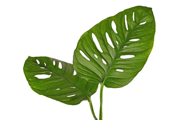 熱帯の大葉 モンステラアダンソニ 白い背景に孤立した穴のある観葉植物 — ストック写真