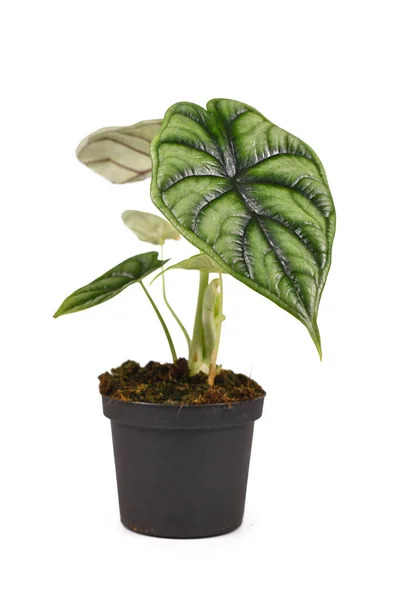 stock image Topical 'Alocasia Baginda Dragon Scale' houseplant in flower pot isolated on white background