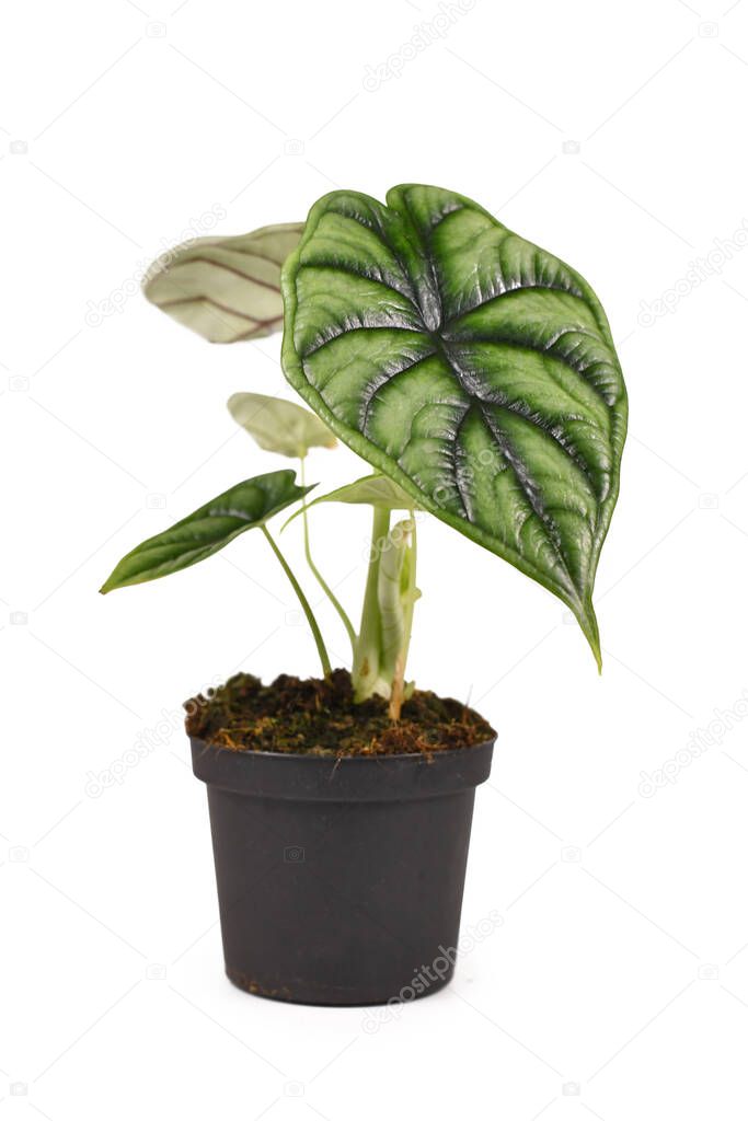 Topical 'Alocasia Baginda Dragon Scale' houseplant in flower pot isolated on white background