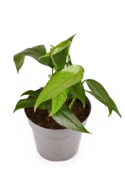 Küçük egzotik 'Epipremnum Pinnatum' çiçek saksısında ince yaprakları beyaz arka planda izole edilmiş.