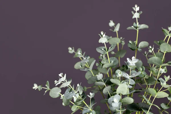 Close Eucalyptus Plant Branches Front Dark Gray Background — Stock Photo, Image