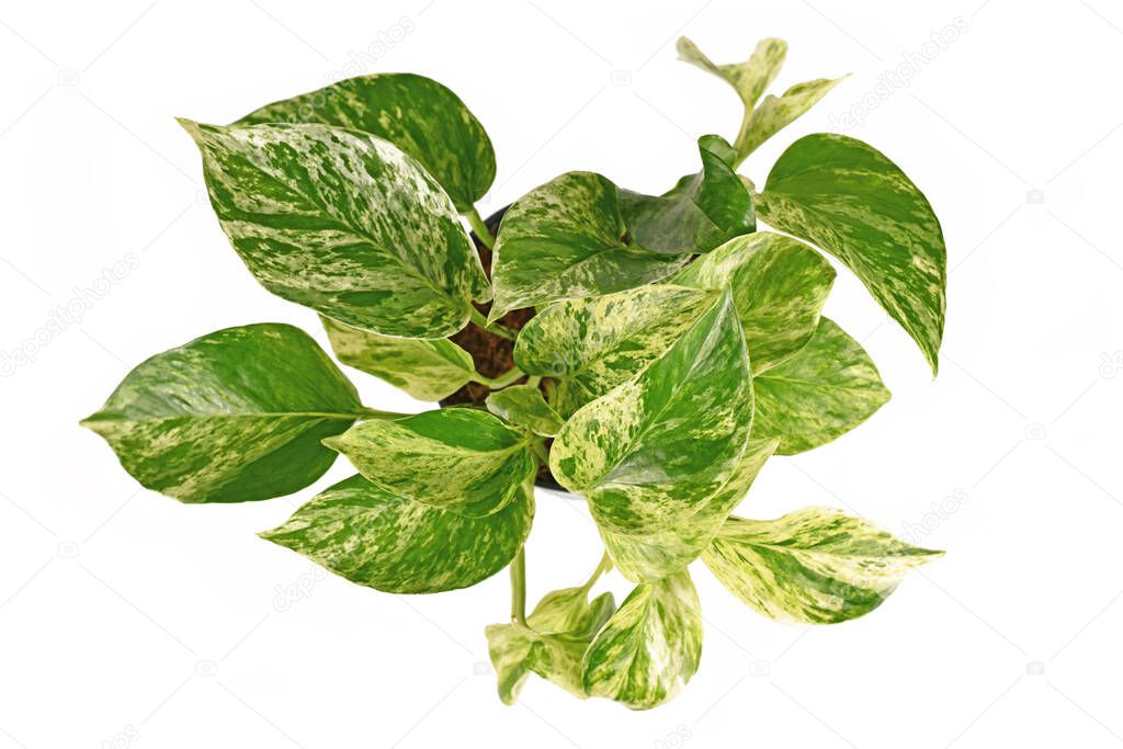 Top view of tropical 'Epipremnum Aureum Marble Queen' houseplant isolated on white background