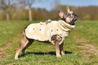 Merle renkli Fransız Bulldog köpekleri banyo yaptıktan sonra daha hızlı kurumak için yün kumaştan yapılmış bornoz giyerler.