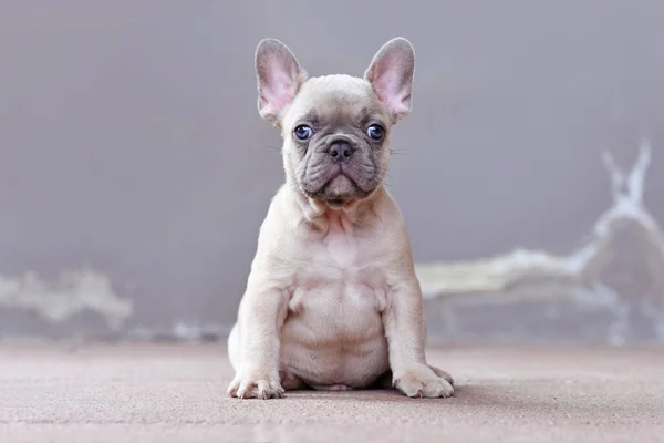 Adorável Lilás Fawn Colorido Francês Bulldog Cachorro Cão Com Grandes — Fotografia de Stock