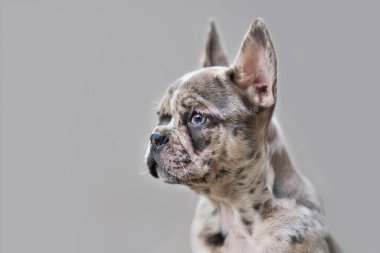 Genç merle renkli Fransız Bulldog köpek yavrusu. Gri arka planda benekli yamaları var. 