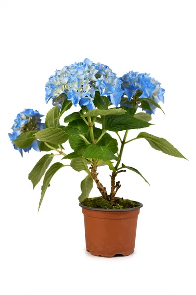 Floración Perenne Hydrangea Planta Con Flores Azules Maceta Aislada Sobre — Foto de Stock