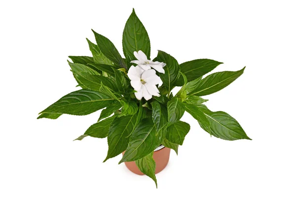 Floración Perenne Impatiens Neuguinea Planta Con Flores Blancas Maceta Aislada — Foto de Stock