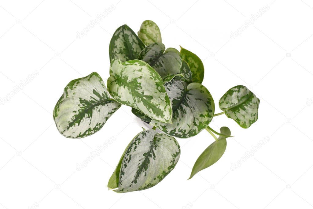 Top view of tropical 'Scindapsus Pictus Exotica' or 'Satin Pothos' houseplant with large silver leaves with velvet texture and spot pattern isolated on white background