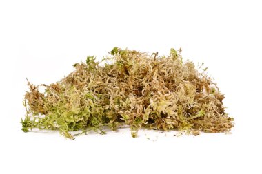 Sphagnum yosunu, bitki üretimi için kullanılır, orkide bozulması ya da beyaz arka planda izole edilmiş teraryumlar. Ayrıca turba yosunu olarak da bilinir.