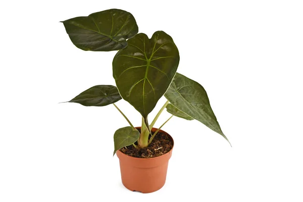 Tropical Alocasia Wentii Houseplant Dark Green Leaves Flower Pot Isolated — Stock Photo, Image