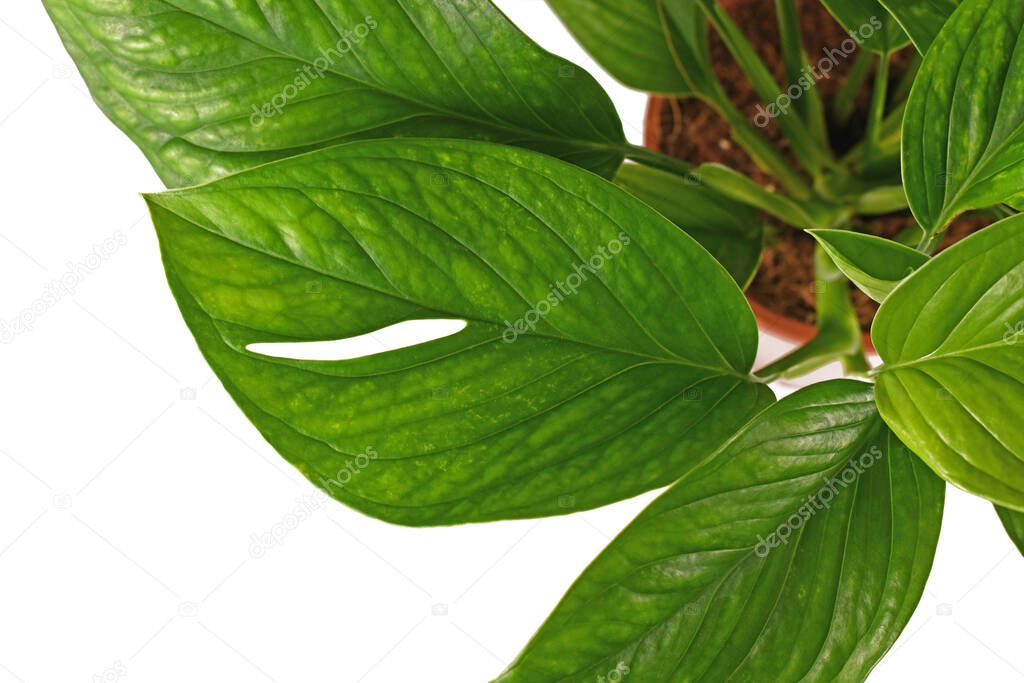 Leaf of juvenile exotic 'Monstera Pinnatipartita' houseplant on white background
