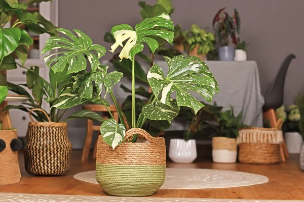 Monstera Deliciosa Thai Constellation Houseplant Beautiful White Screated Leaves Basket — 스톡 사진