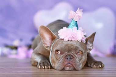 Doğum günü şapkalı Fransız Bulldog 'u bulanık mor arka planda yatıyor.