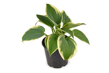 Çiçek saksısında beyaz kenarlı yeşil yapraklı Asyalı Hosta bitkisi beyaz arka planda izole edilmiş.