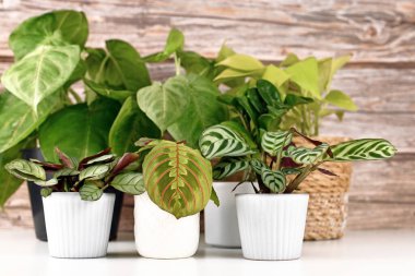 Beyaz masadaki saksılarda Marantas ve Syngonium gibi çeşitli küçük tropikal bitkiler.