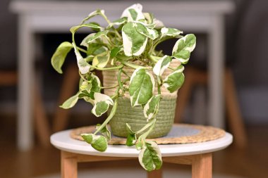 Small 'Epipremnum Aureum N'Joy' pothos houseplant with variegated leaves in basket flower pot on coffee table clipart