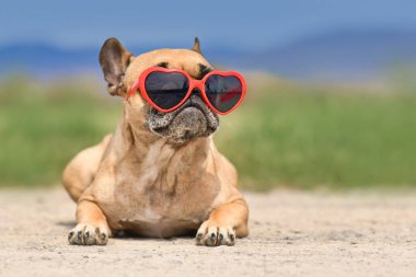 Fransız Bulldog yazın kırmızı kalp şeklinde güneş gözlüğü takıyor. 