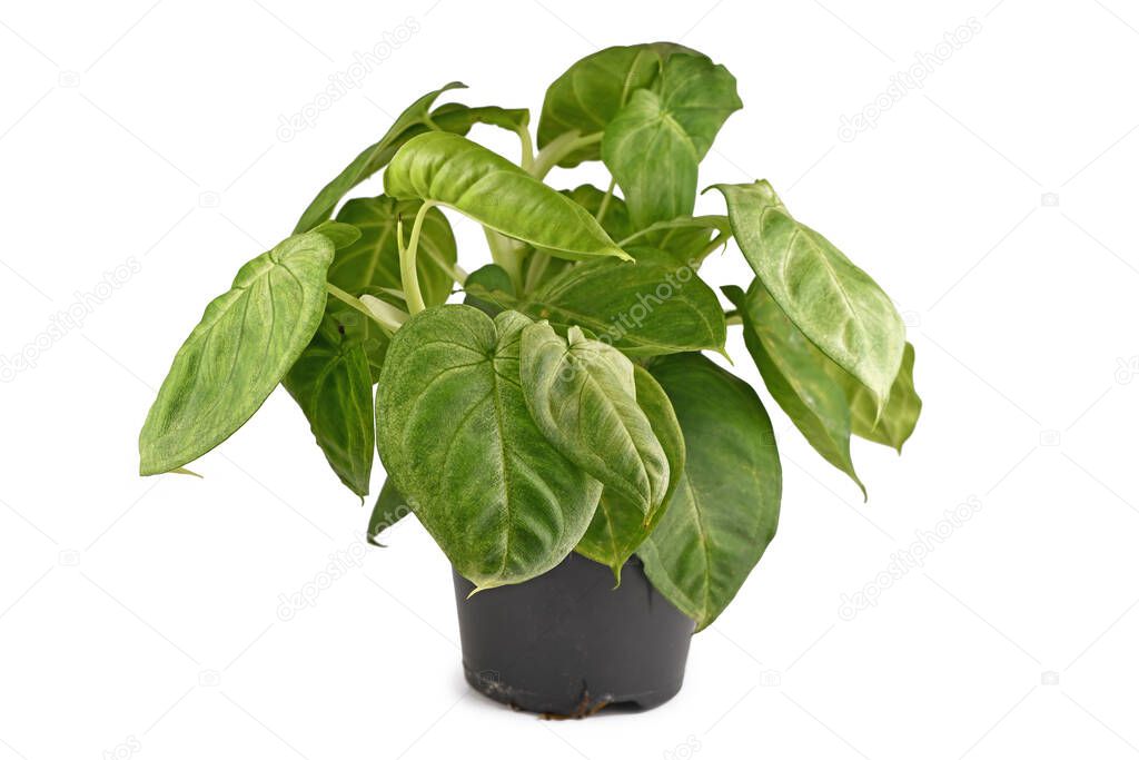 Lush tropical 'Syngonium Macrophyllum Frosted Heart' houseplant in flower pot isolated on white background