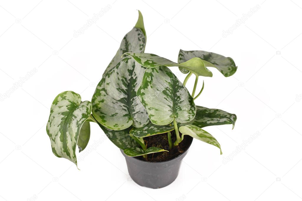 'Scindapsus Pictus Exotica' or 'Satin Pothos' houseplant with large silver leaves with velvet texture and silver spots isolated on white background