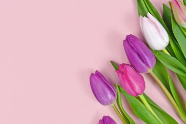 Renkli lale çiçekleri. Pembe arka planın köşesinde boş fotokopi alanı var.