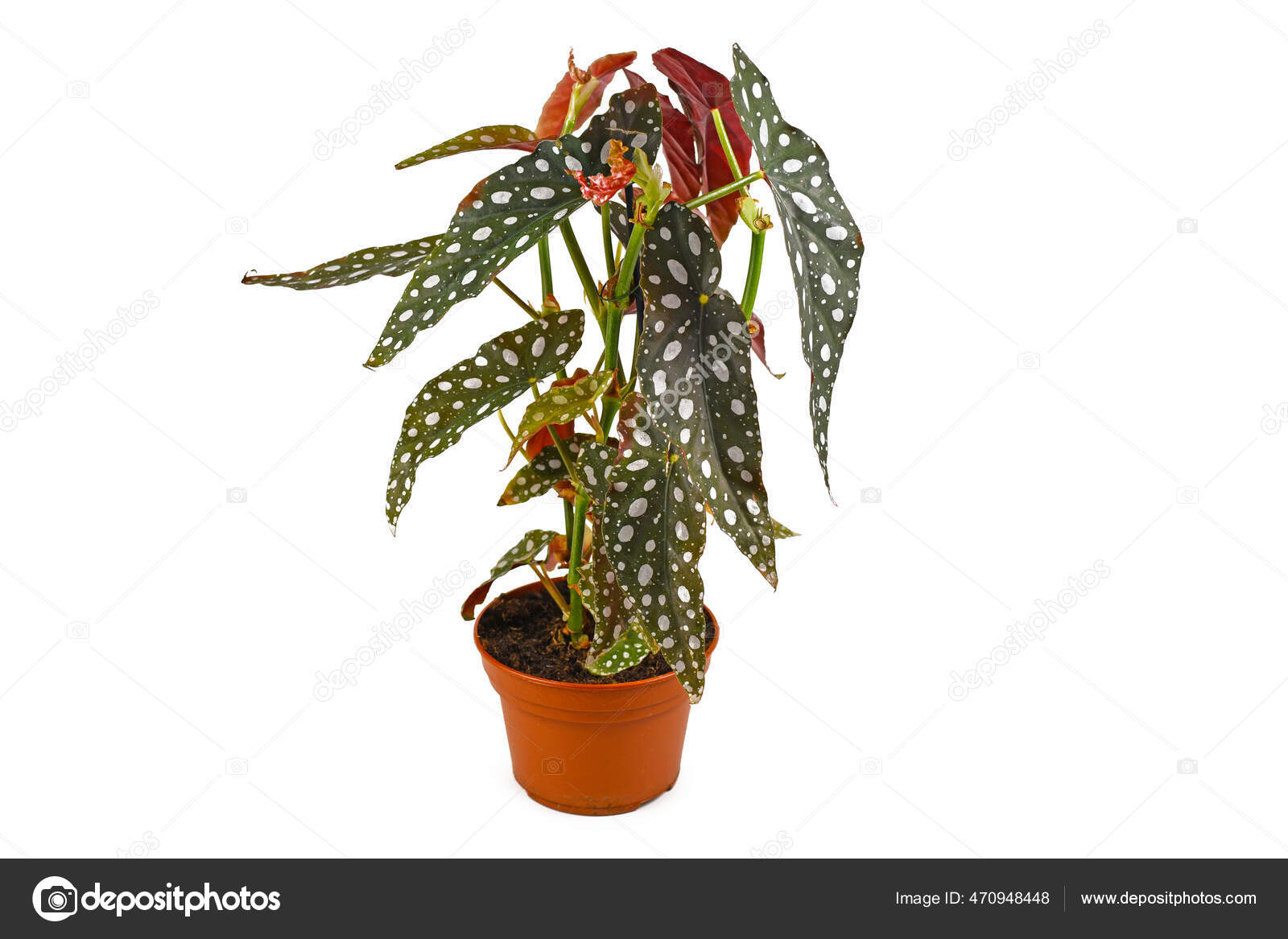 Begonia maculata Stock Photos, Royalty Free Begonia maculata Images |  Depositphotos