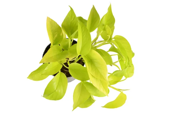 Neon Green Epipremnum Aureum Neon Houseplant Flower Pot Isolated White — Stok Foto