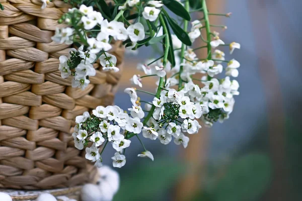 Ramo Lobularia Snow Princess Flor Com Pequenas Flores Brancas — Fotografia de Stock