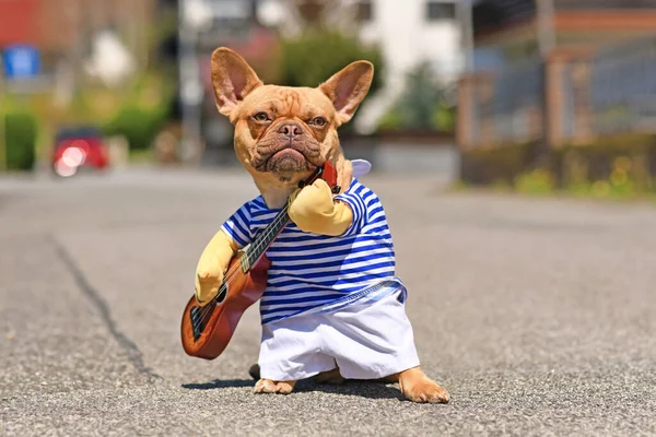 Französische Bulldogge Verkleidet Mit Straßenmusiker Kostüm Mit Gestreiftem Hemd Und — Stockfoto