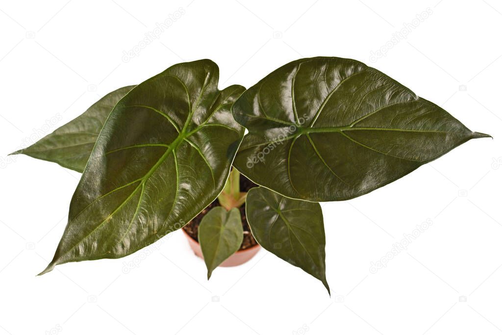 Top view of exotic 'Alocasia Wentii' houseplant with dark green leaves in flower pot isolated on white background