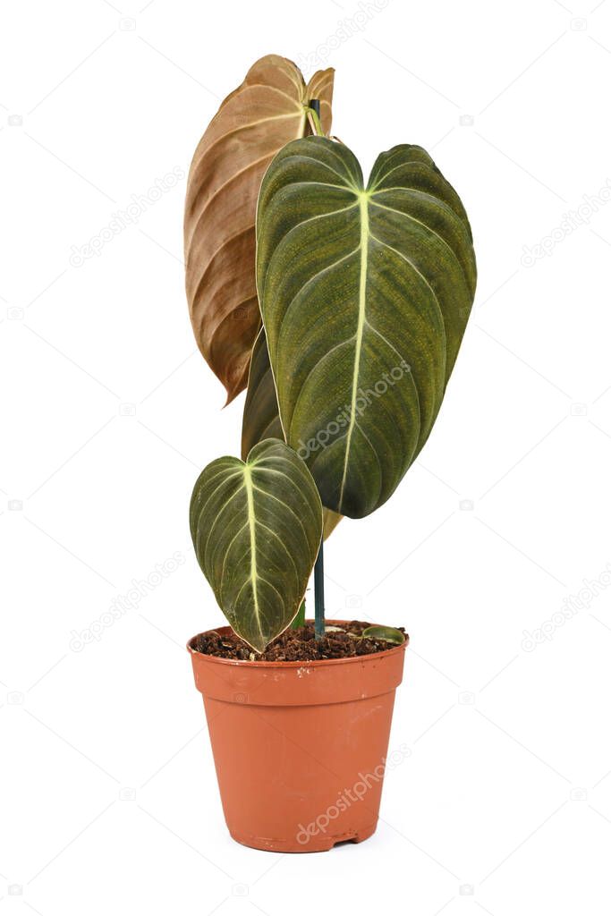 Rare 'Philodendron Melanochrysum' houseplant in flower pot isolated on white background