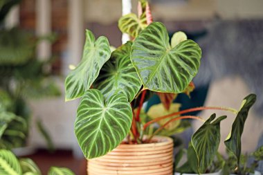 Topical 'Philodendron Verrucosum' houseplant with dark green veined velvety leaves in basket flower pot  clipart