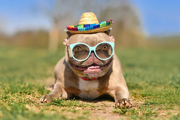 Engraçado Legal Francês Bulldog Cão Vestindo Óculos Sol Azuis Chapéu — Fotografia de Stock