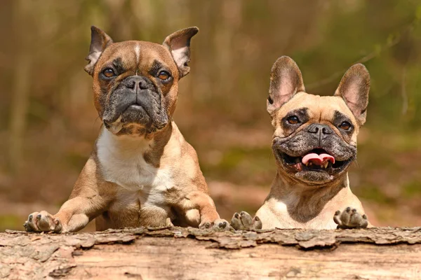 Par Franska Bulldogg Hundar Tittar Över Fallna Träd Stam — Stockfoto